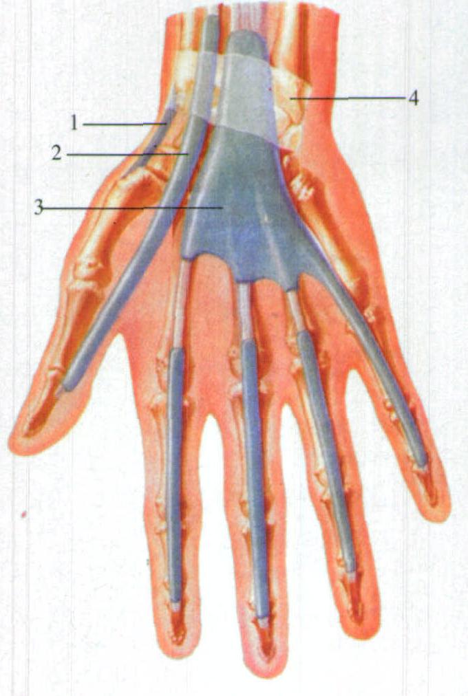 图92 手的腱滑膜鞘和筋膜间隙(掌面观)